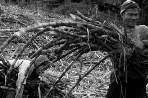TIYEMPO GALING: Field workers load cut sugarcane workers onto a truck in a hacienda in Negros Occidental during the milling season in 2015. | Photo by Julius D. Meriveles Christmas