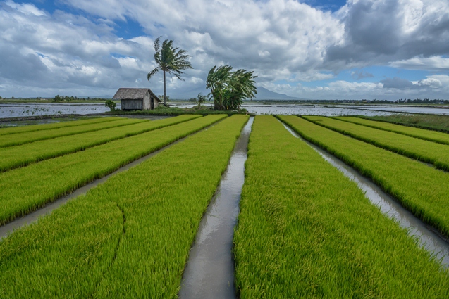 Image from Philippine Rice Research Institute.