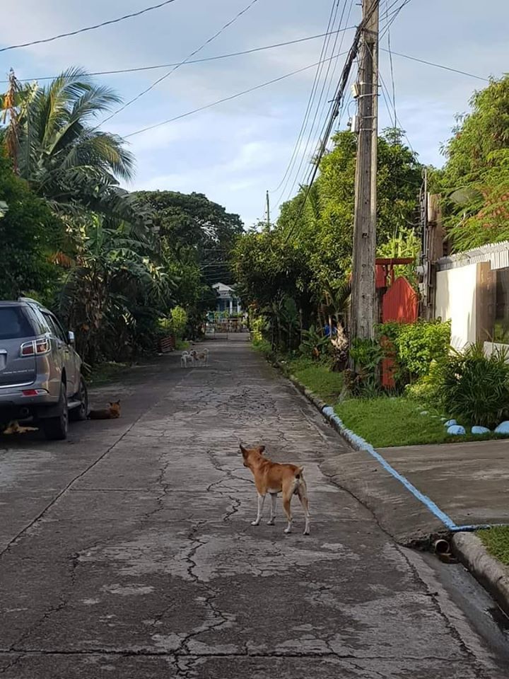 Lawyer Jayvee Hinlo sent this photo taken 3 January 2020 at Villa Celia Subdivision in Taculing village. He asks if local governments and the interior and local government department have already implemented the Anti-Rabies Law.