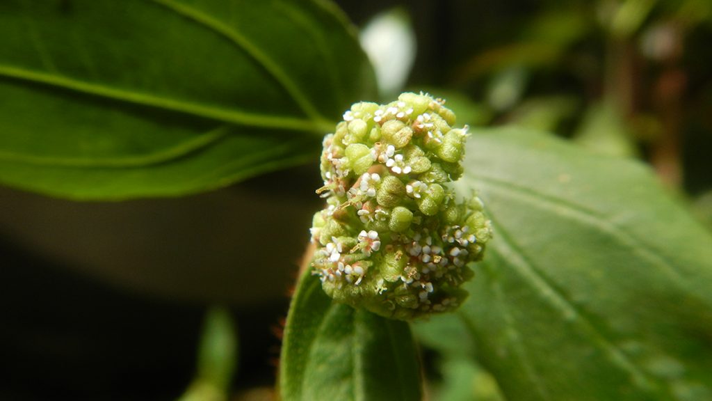 Tawa tawa plant, or the Euphorbia hirta. A plant that is touted to have healing properties against dengue. 