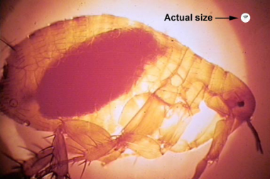 Oriental rat flea (Xenopsylla cheopis), the primary vector of plague, engorged with blood. Image courtesy of Centers for Disease Control and Prevention (CDC), Atlanta, Ga.