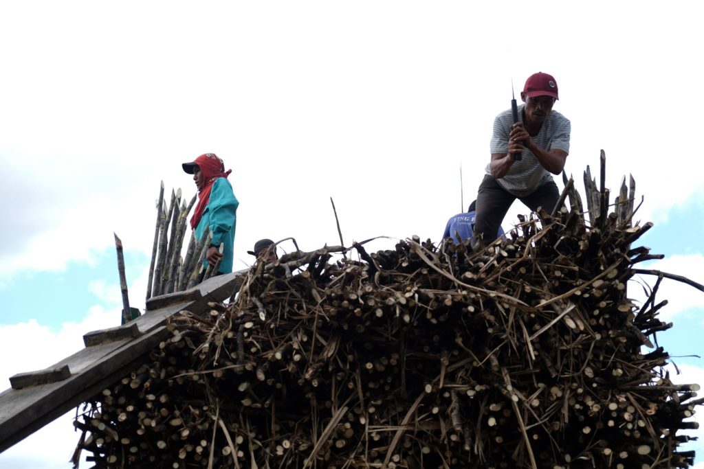 dnx special report | beyond verdant plains and lush landscapes: farmers, food and survival 1 sugarcane farmers